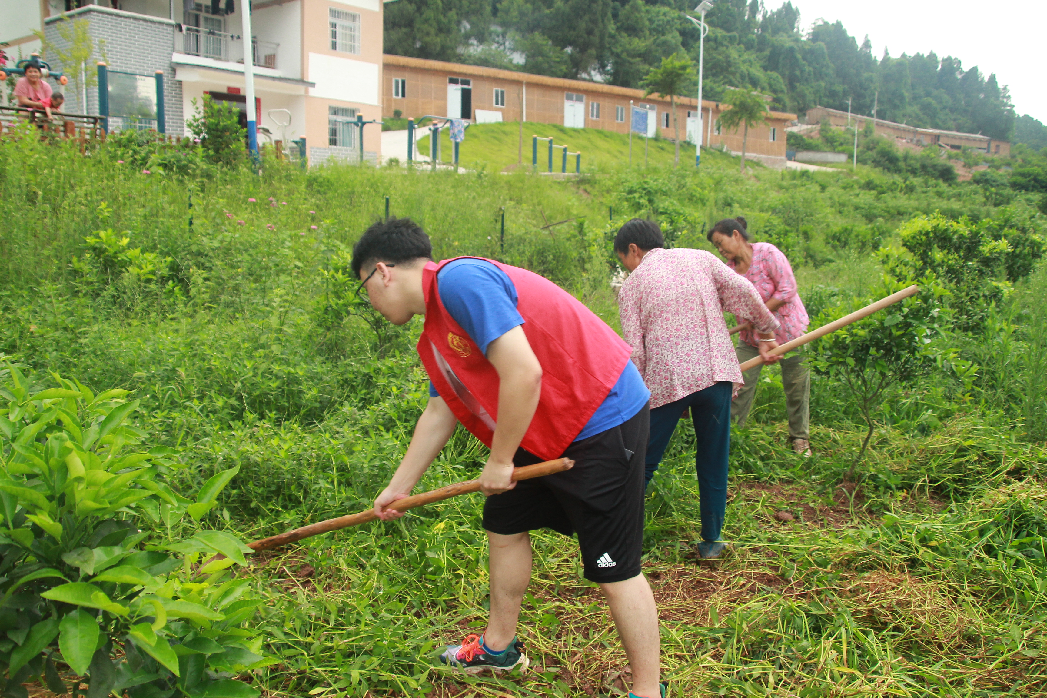 图为队员在金山村无核沃柑示范基地帮助当地村民干农活,体验乡村生活