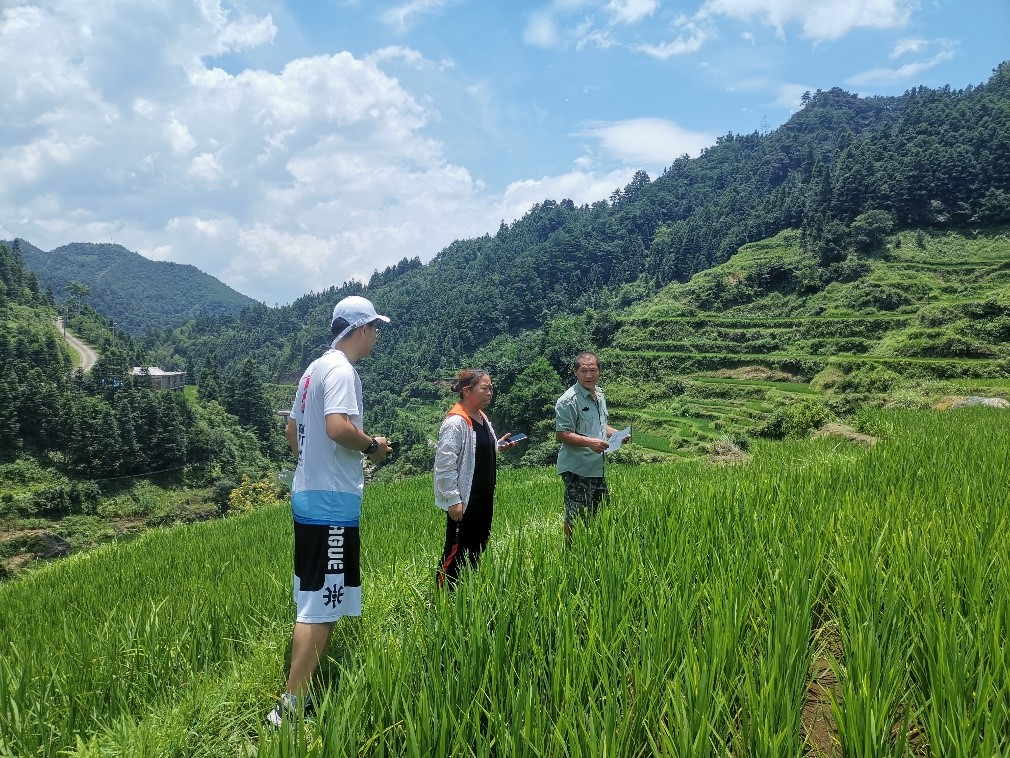 图为杜先生向融水县稻渔考察队成员介绍小桑村种植情况.png