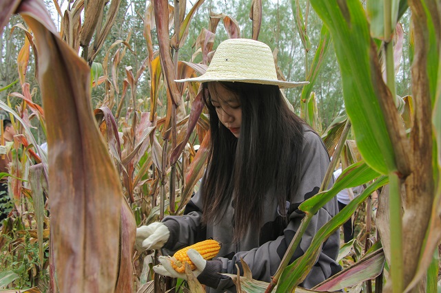 吹响丰收集结号山西农业大学信院学子与亿万中国农民共庆丰收