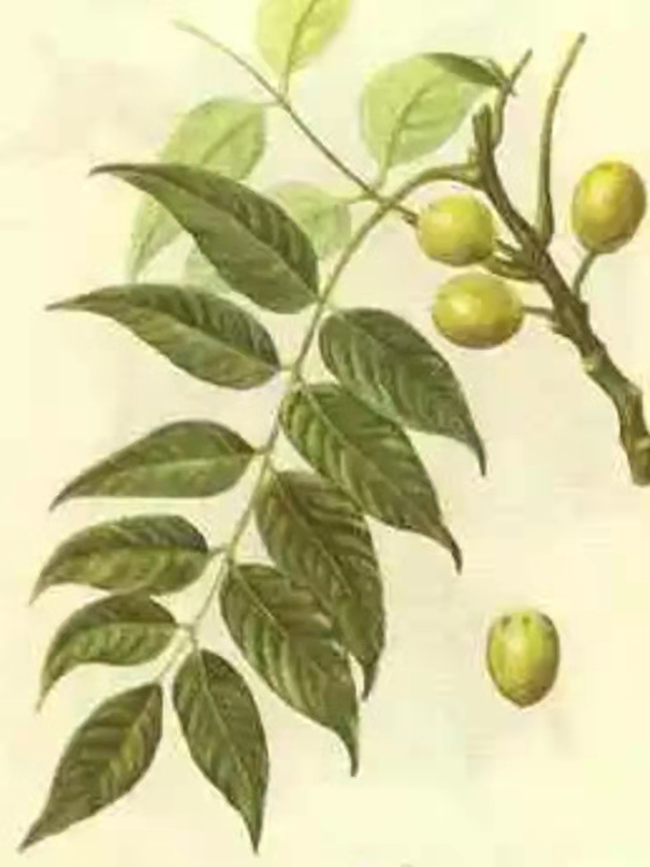 后山上的那棵南酸枣树