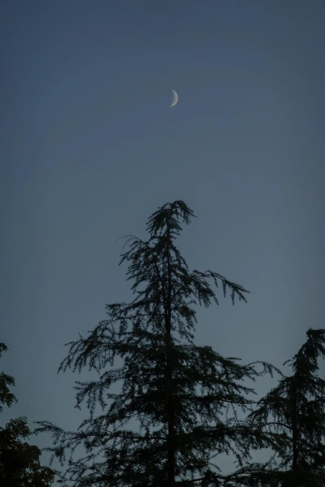 夜空下的树梢静立
夜晚里的青褐色