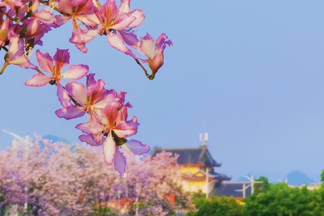 春光明媚,光影与色彩的魔法在春花上交织。春花绚烂,与远处校门的复古建筑相互呼应,显出师大校园的古韵,镜头对焦树枝上的紫荆花,以雁山校区东门做背景,看到校园内成排绽放地紫荆花与形成绿荫遮挡烈日的树木。.jpg 春光明媚,光影与色彩的魔法在春花上交织。春花绚烂,与远处校门的复古建筑相互呼应,显出师大校园的古韵,镜头对焦树枝上的紫荆花,以雁山校区东门做背景,看到校园内成排绽放地紫荆花与形成绿荫遮挡烈日的树木。.jpg