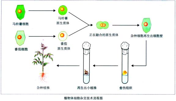 植物组织培养过程图解图片