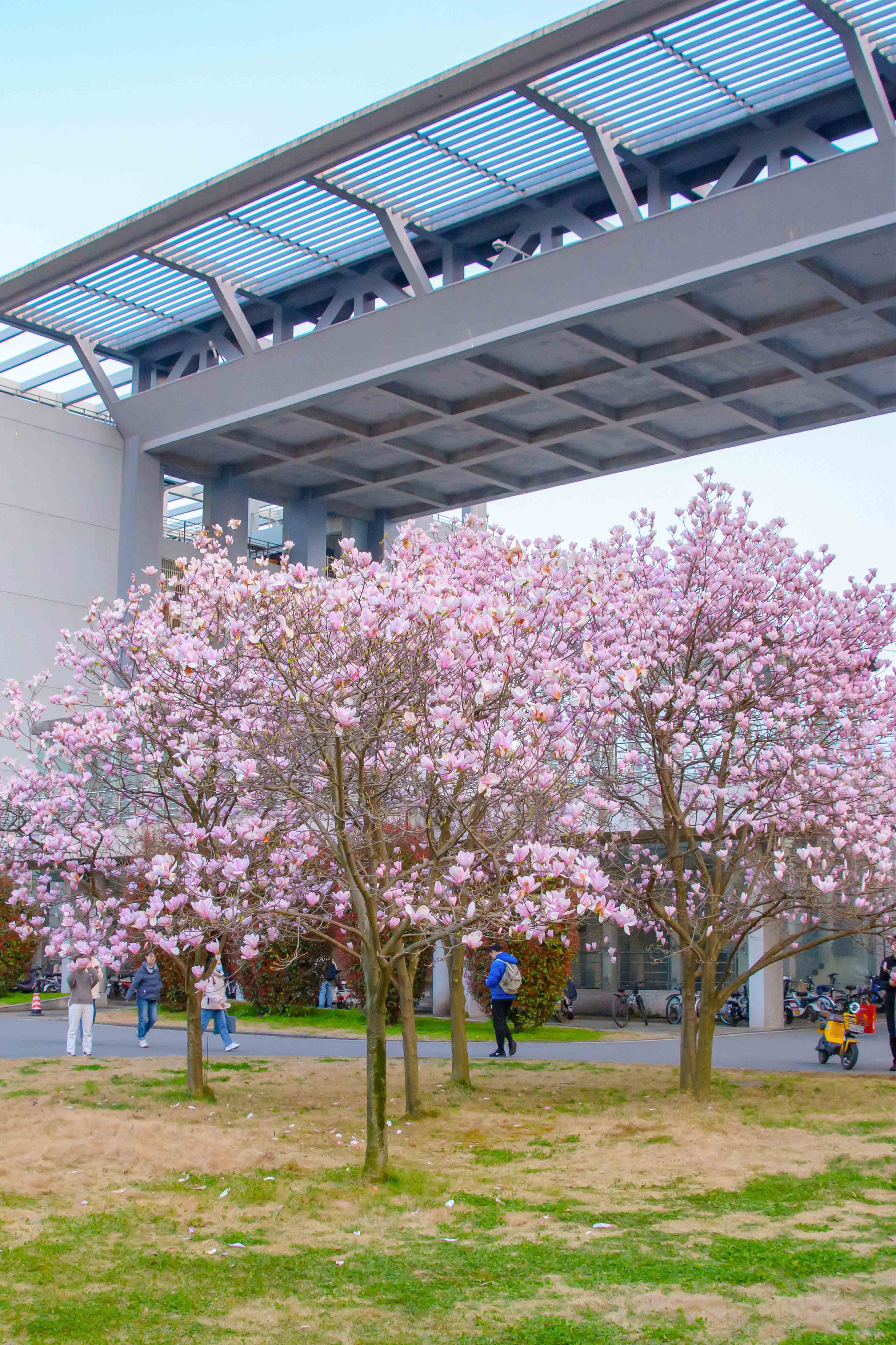 华农美景:狮山兰芷 来信 - 华中农业大学 - 中国大学生在线