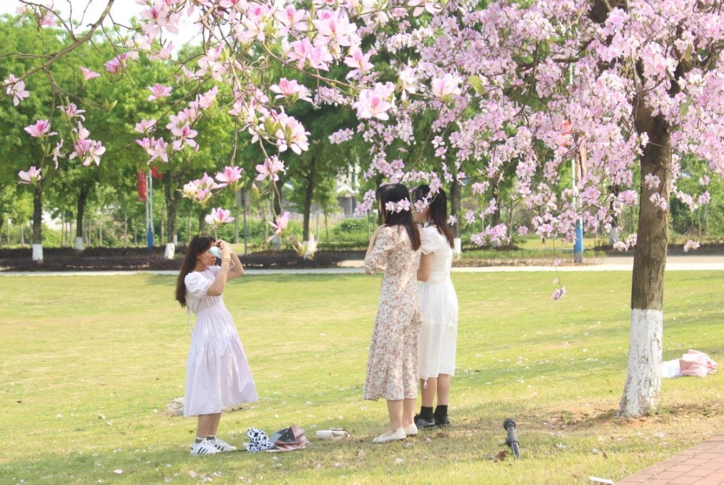 风吹紫荆树,色与春庭暮。恰逢春日,一簇鲜花,一面阳光,少女的裙摆和温柔的紫荆花相得宜章。师大学子们穿着碎花裙,搭配着小白鞋,驻足于春日校园,与小伙伴们合影,记录自己与春日、师大校园的美好时光,为自己的青春留下一些美好且珍贵的回忆。.jpg 风吹紫荆树,色与春庭暮。恰逢春日,一簇鲜花,一面阳光,少女的裙摆和温柔的紫荆花相得宜章。师大学子们穿着碎花裙,搭配着小白鞋,驻足于春日校园,与小伙伴们合影,记录自己与春日、师大校园的美好时光,为自己的青春留下一些美好且珍贵的回忆。.jpg
