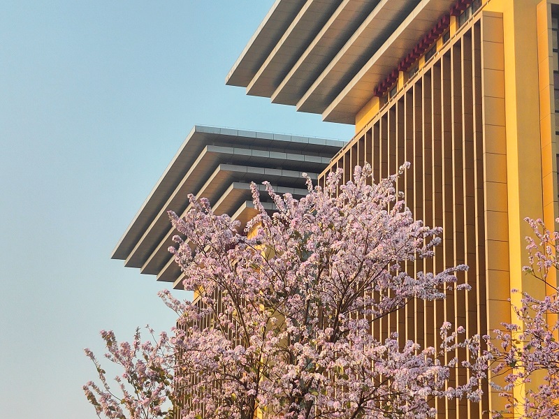 图为校园图书馆旁的紫荆花.jpg